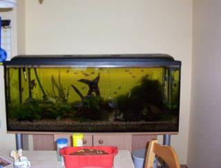 Aquarium 450 l mit allem zubehör