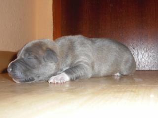 Suche Pitbull Blueline welpe in ganz Grau