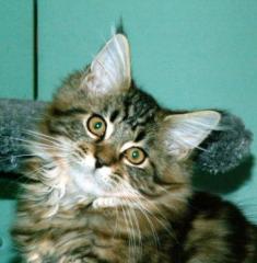 Maine Coon Katerchen in black-tabby