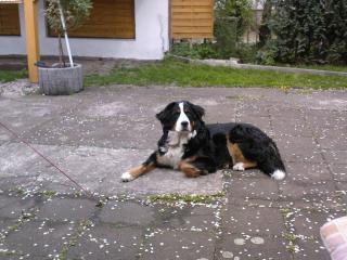 Suche Berner Sennen Deckrüde