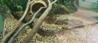 Boa Constrictor Imperator 2