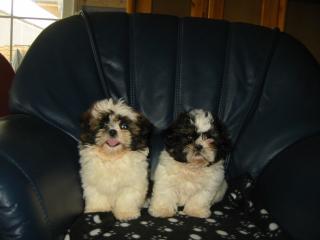 Shih Tzu Welpen