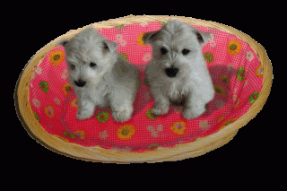 Hundekorb Katzenkorb Brotkorb