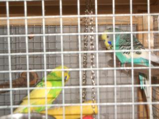 Charmant und aufgeweckt sucht