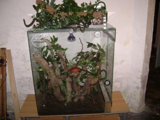 Chamäleon- Terrarium