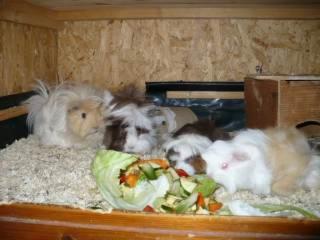 Junge Meerschweinchen Peruaner Sheltie
