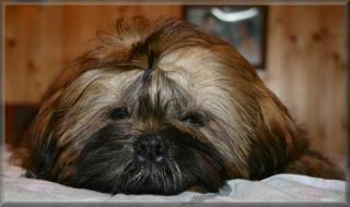 Gizmo Wood