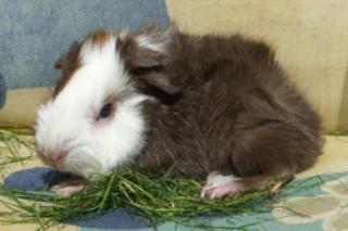 Meerschweinchen aus liebevoller Hobbyzucht
