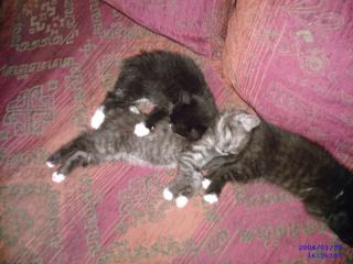 Kleine baby katzen