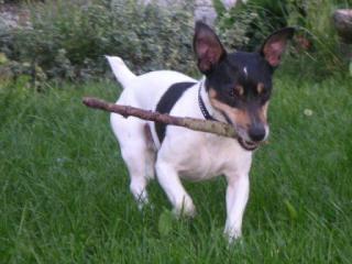 Hundeschule-Rund um den Hund