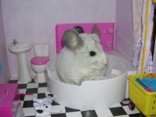 Chinchilla Urlaubsbetreuung auch in den Ferien bei mir zu Hause