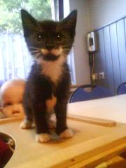 2 Babykatzen LADYS Suchen ein zu hause