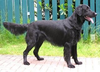 Flatcoated Retriever Welpen