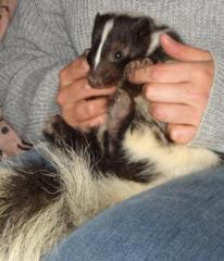 Niedliche skunkwelpen abzugeben