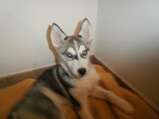 Husky - Rüde geb. 24. 10. 2021 400, 00 Euro