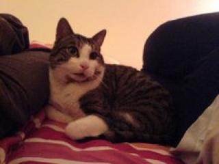 Kater Leo braucht ein neues Zuhause