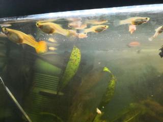 Guppy Guppys abzugeben - Babys oder Halbwüchsige