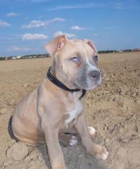Kleinen Pitbull welpen ca 8-10wochen alt