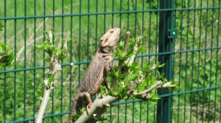 Bartagame zu verschenken