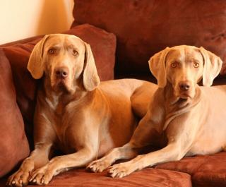 WEIMARANER KURZHAAR WELPEN