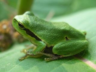 Suche europäische Laubfrösche Hyla Arborea für Freilandhaltung