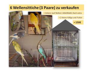 6 wunderschöne Wellensittiche Voliere zu verkaufen