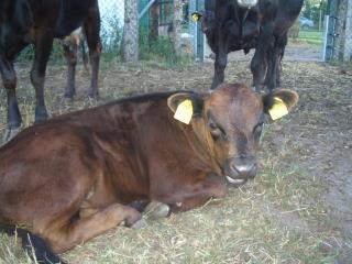Dexter Kuh Bullenkalb