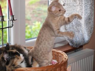 Ocicat Kitten