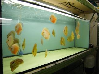 Diskusfische in verschiedenen Farben und Größen ab 6 Euro