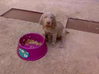 KH Weimaraner Welpen