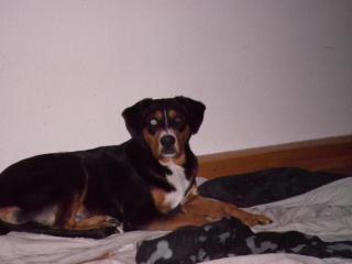 So alle hundedamen gut aufgepasst