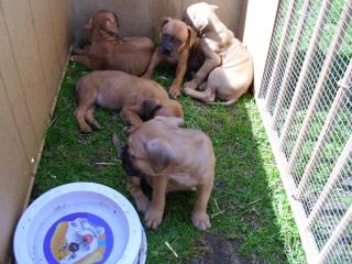 Süße Boxer Babys