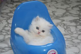 Perserkaterchen Omar
