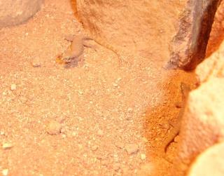 Zwergwüstengecko Tropiocolotes Tripolitanus DNZ