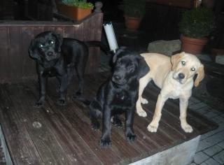 Schwarze Labradorrüden ohne Papiere zu verkaufen