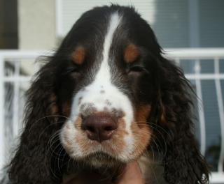 Springer Spaniel Welpen