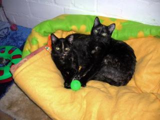 2 Engelchen Katzenkinder suchen Wolke 7