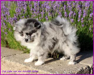 Pomeranianhündinwelpe bluemerle