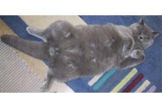 Junger BKH Blau Deckkater