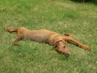 Deutsche Pinscher