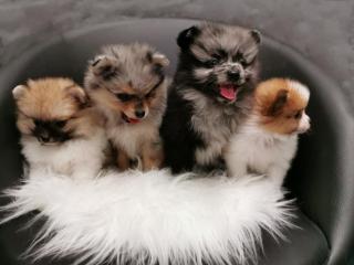 Pomeranian Rüdenwelpen merle, gescheckt