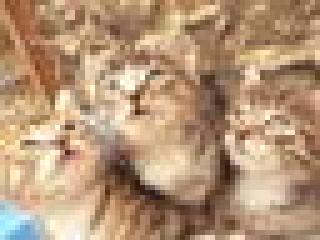Zuckersüße Maine Coon mix Kitten suchen ein neues Zuhause