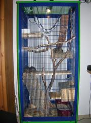 3 Degu-Brüder inkl. sämtl. Zubehör abzugeben