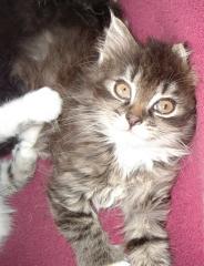 3 Maine Coon Kitten abzugeben