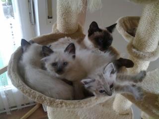 SELTENHEIT RAGDOLL/THAI-SIAM MIX Kätzchen