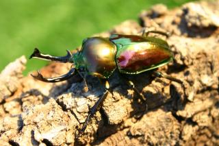 Käfer und Larven