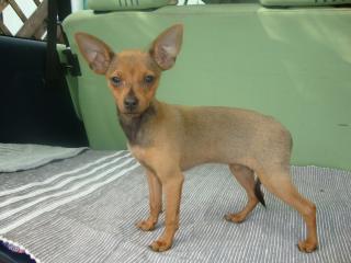 Russkiy Toy - Zwergpinscher