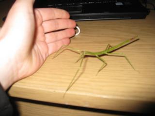 Phasmiden Bacculum sp. wandelnde Äste