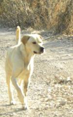 Charlie. Super-Labbi sucht Super-Couch