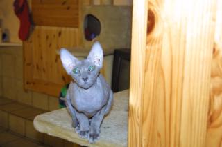 SUCHEN kleinen Peterbald